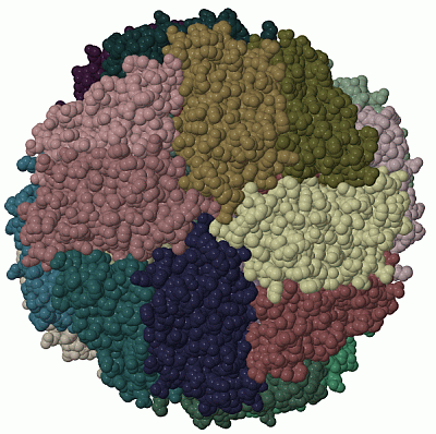 Image Biol.Unit 1 - manually