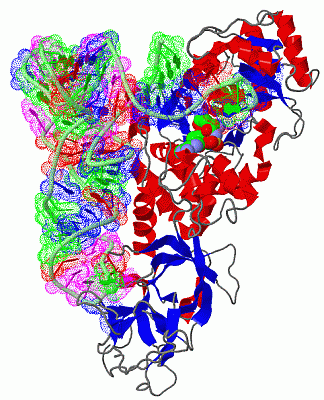 Image Asym./Biol. Unit - manually