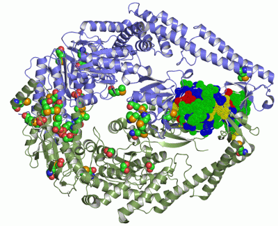 Image Asym./Biol. Unit - manually