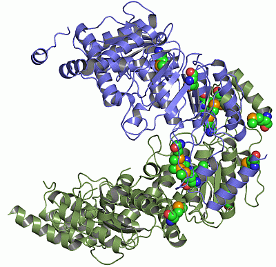 Image Asym./Biol. Unit - manually