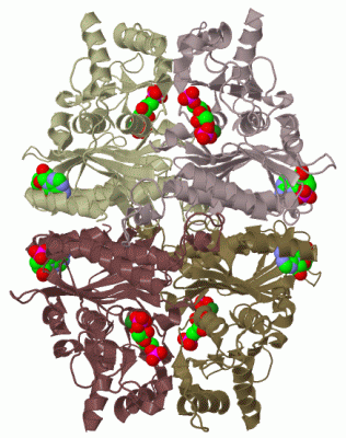 Image Biol.Unit 1 - manually