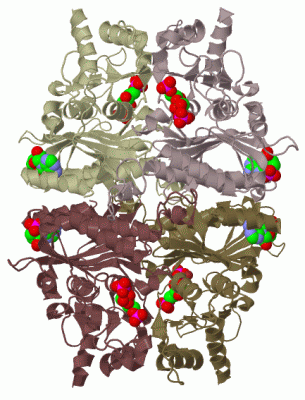 Image Biol.Unit 1 - manually