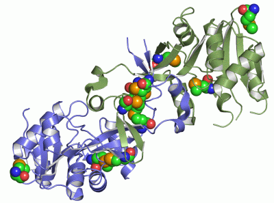 Image Asym./Biol. Unit - manually