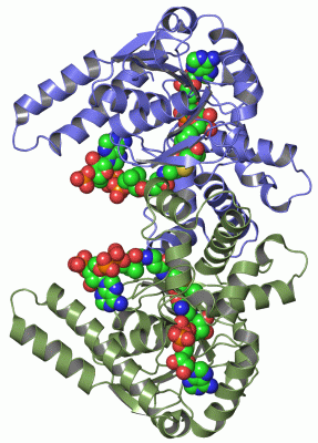 Image Asym./Biol. Unit - manually