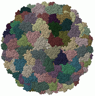 Image Biol.Unit 1 - manually