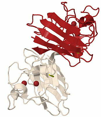 Image Biol.Unit 1 - manually