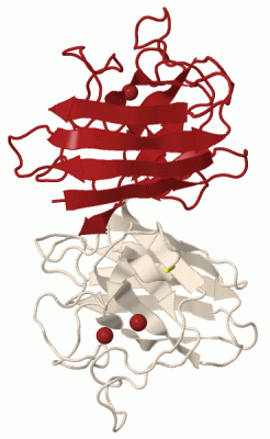 Image Biol.Unit 1 - manually