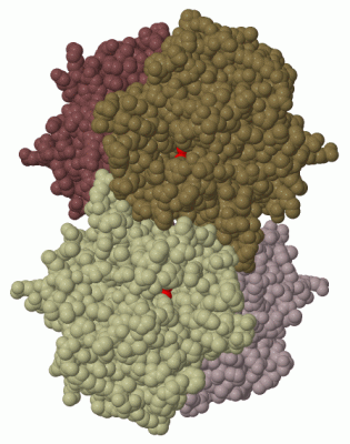 Image Biol.Unit 1 - manually
