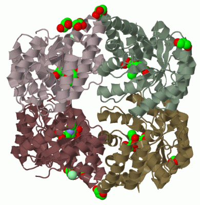 Image Biol.Unit 1 - manually