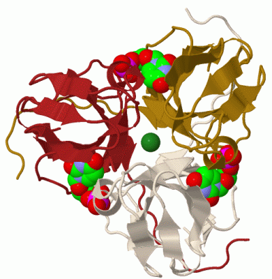 Image Biol.Unit 1 - manually