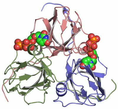 Image Asym./Biol. Unit - manually