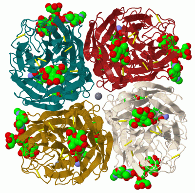 Image Biol.Unit 1 - manually