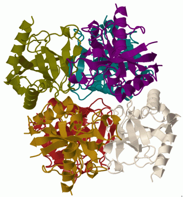 Image Biol.Unit 1 - manually