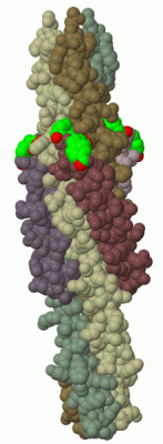 Image Biol.Unit 1 - manually