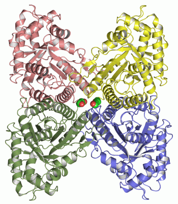 Image Asym./Biol. Unit - manually