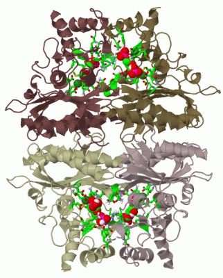 Image Biol.Unit 1 - manually