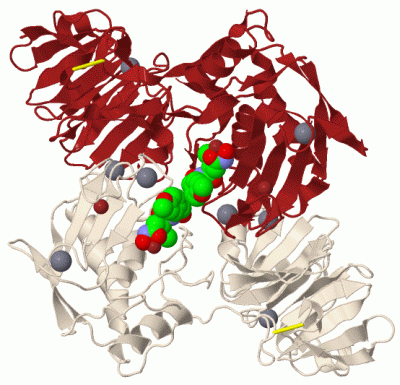 Image Biol.Unit 1 - manually