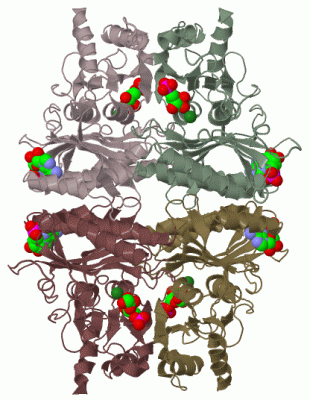 Image Biol.Unit 1 - manually