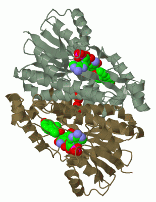 Image Biol.Unit 1 - manually