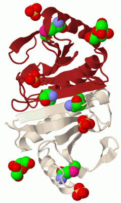 Image Biol.Unit 1 - manually