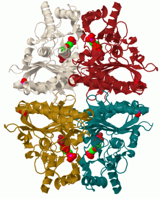 Image Biol.Unit 1 - manually