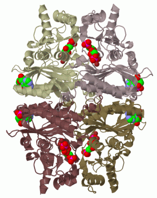 Image Biol.Unit 1 - manually