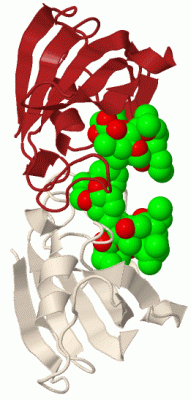 Image Biol.Unit 1 - manually