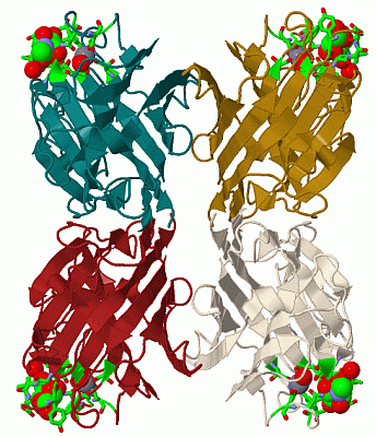 Image Biol.Unit 1 - manually