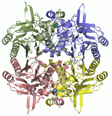 Image Asym./Biol. Unit - manually