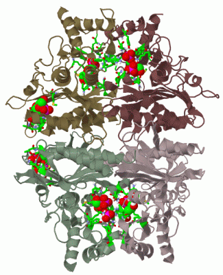 Image Biol.Unit 1 - manually