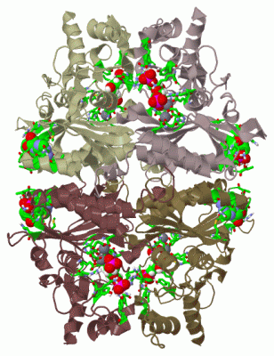 Image Biol.Unit 1 - manually