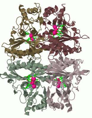 Image Biol.Unit 1 - manually