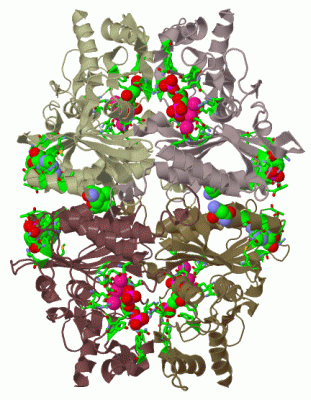 Image Biol.Unit 1 - manually