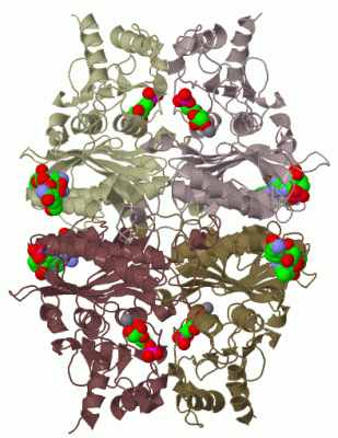 Image Biol.Unit 1 - manually