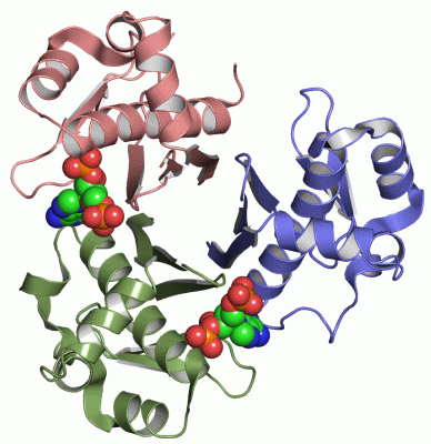 Image Asym./Biol. Unit - manually