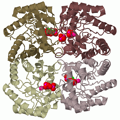 Image Biol.Unit 1 - manually