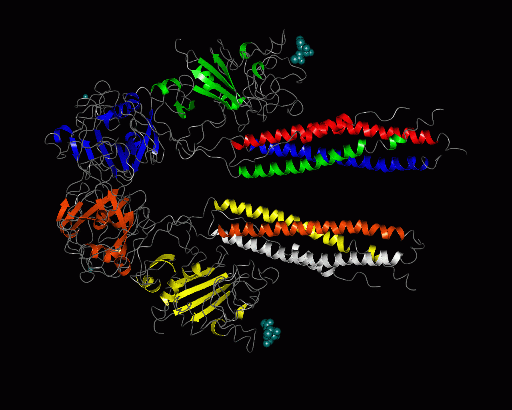 Image Asym./Biol. Unit - manually