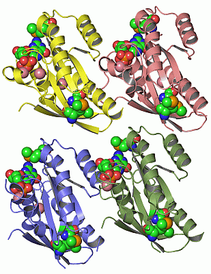 Image Asym./Biol. Unit - manually