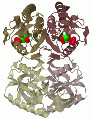 Image Biol.Unit 1 - manually