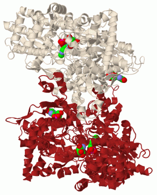 Image Biol.Unit 1 - manually