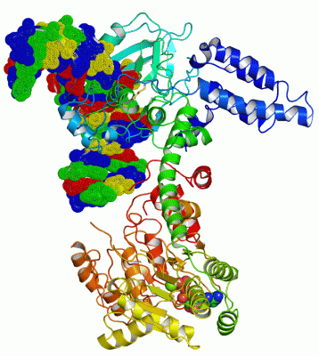 Image Asym./Biol. Unit - manually