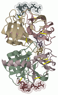 Image Biol.Unit 1 - manually