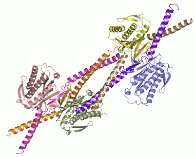 Image Asym./Biol. Unit - manually