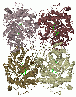 Image Biol.Unit 1 - manually