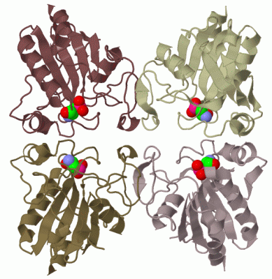 Image Biol.Unit 1 - manually