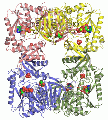 Image Asym./Biol. Unit - manually