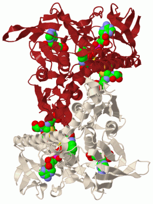 Image Biol.Unit 1 - manually