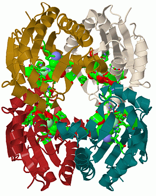 Image Biol.Unit 1 - manually