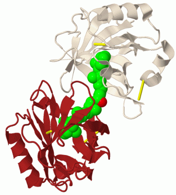 Image Biol.Unit 1 - manually