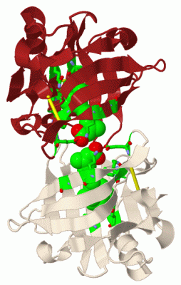 Image Biol.Unit 1 - manually